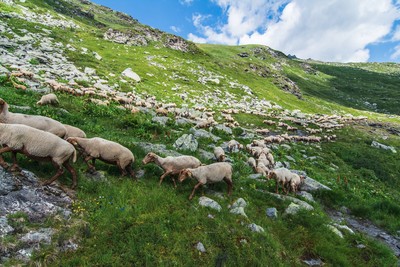 activite Berger, une vie en montagne