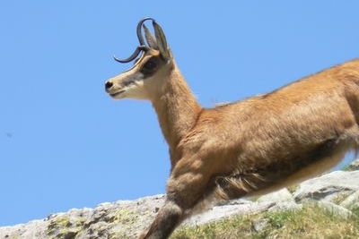 activite Chamois au saut du lit